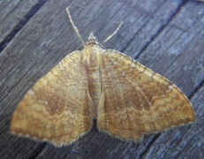 Yellow Shell (Camptogramma bilineata)