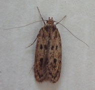 Brown House Moth (Hofmannophila pseudospretella)
