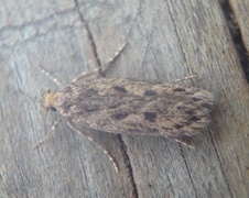 Brown House Moth (Hofmannophila pseudospretella)
