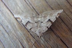 The V-Moth (Macaria wauaria)