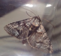 The Spectacle (Abrostola tripartita)