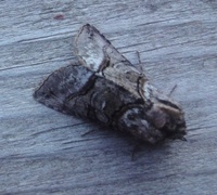The Spectacle (Abrostola tripartita)