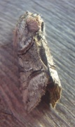 Grått neslefly (Abrostola tripartita)