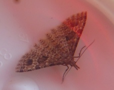 Many-plumed Moth (Alucita hexadactyla)