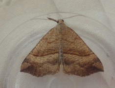 Snout (Hypena proboscidalis)