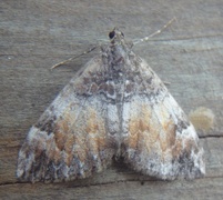 Common Marbled Carpet (Dysstroma truncata)