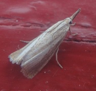 Pearl Veneer (Agriphila straminella)