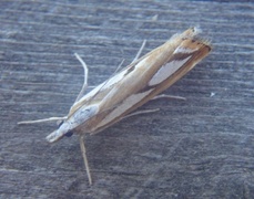 Treflekket nebbmott (Catoptria permutatella)