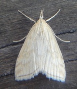 Blek engmott (Udea lutealis)