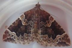 The Phoenix (Eulithis prunata)