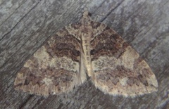 July Highflyer (Hydriomena furcata)