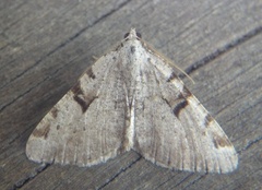The V-Moth (Macaria wauaria)