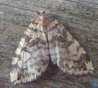 July Highflyer (Hydriomena furcata)