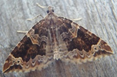 The Phoenix (Eulithis prunata)