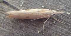 Blek nebbmott (Agriphila straminella)