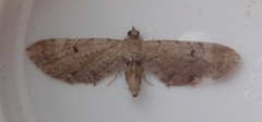 Brun dvergmåler (Eupithecia absinthiata)