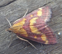 Common Purple & Gold (Pyrausta purpuralis)