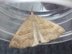 Snout (Hypena proboscidalis)