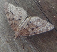 Chestnut-coloured Carpet (Thera cognata)