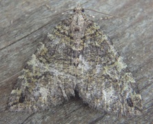 July Highflyer (Hydriomena furcata)