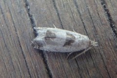 Small Birch Bell (Epinotia ramella)