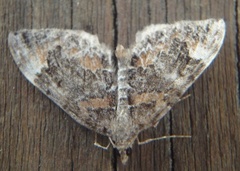 Common Marbled Carpet (Dysstroma truncata)