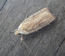 Dark-fringed Flat-body (Agonopterix nervosa)