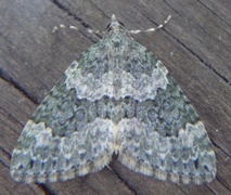Autumn Green Carpet (Chloroclysta miata)