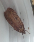 Common Flat-body (Agonopterix heracliana)