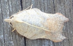 Grå-/konkavflatvikler (Acleris effractana/emargana)