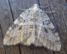 Autumnal Moth (Epirrita autumnata)