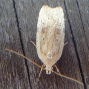 Dark-fringed Flat-body (Agonopterix nervosa)