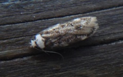 White-shouldered House Moth (Endrosis sarcitrella)