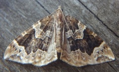 The Phoenix (Eulithis prunata)