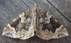 Hagebærmåler (Eulithis prunata)