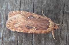 Common Flat-body (Agonopterix heracliana)
