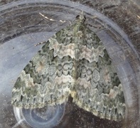 Autumn Green Carpet (Chloroclysta miata)