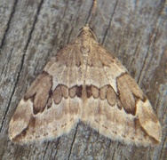 Juniper Carpet (Thera juniperata)