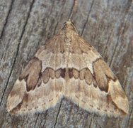 Grå einerbarmåler (Thera juniperata)