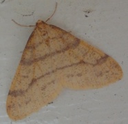 Scarce Umber (Agriopis aurantiaria)
