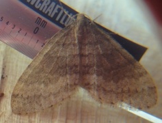 Winter Moth (Operophtera brumata)