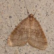 Winter Moth (Operophtera brumata)