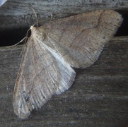 Dotted Border (Agriopis marginaria)