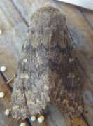 Brindled Ochre (Dasypolia templi)