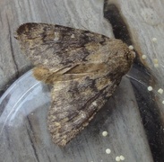 Brindled Ochre (Dasypolia templi)