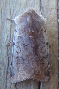 Red Chestnut (Cerastis rubricosa)
