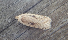 Agonopterix arenella