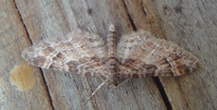 Double-striped Pug (Gymnoscelis rufifasciata)