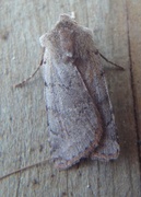Red Chestnut (Cerastis rubricosa)