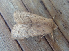 Tverrlinjet seljefly (Orthosia cerasi)